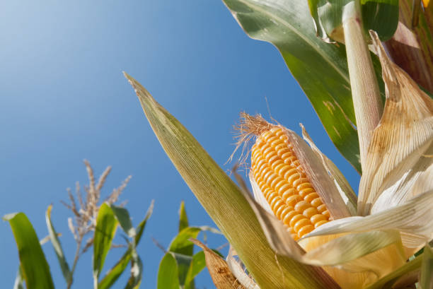 maiskolben horizontal - corn on the cob fotos - fotografias e filmes do acervo