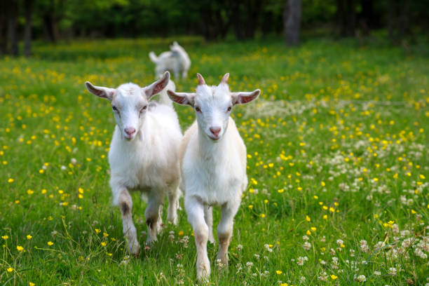 istock White and gray young goats are playing on a flower field 1124967223