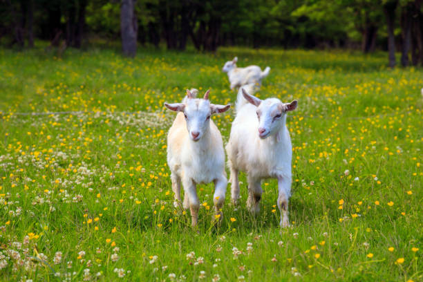 istock White and gray young goats are playing on a flower field 1124967226