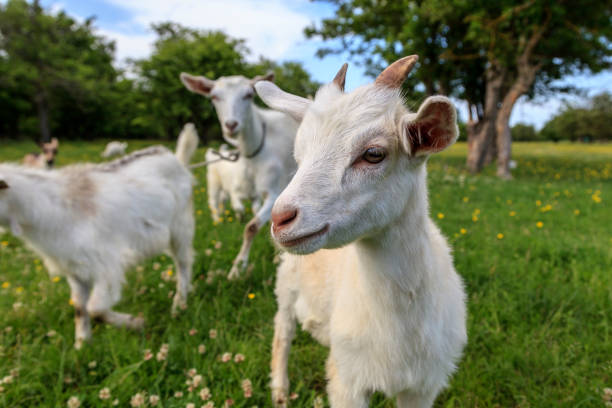 istock White and gray young goats are playing on a flower field 1124967228
