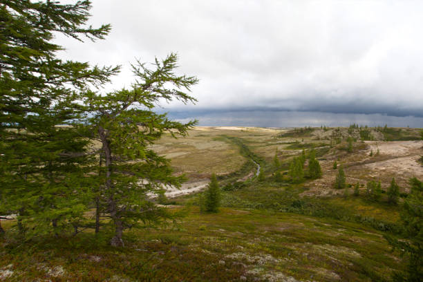 istock Beautiful landscape of forest-tundra, Big panoramic 1124967639