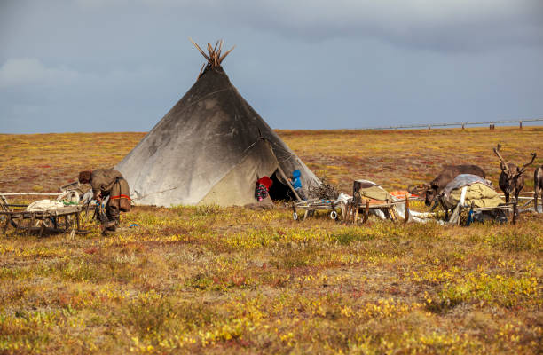 extrema norr, yamal, renarna i tundra - same direction bildbanksfoton och bilder