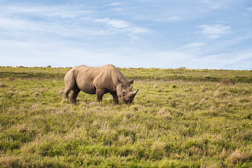 If you can observe a black rhino on safari, you are lucky. One of the last black rhinos in South Africa. A critically endangered species is one that has been categorized as facing an extremely high risk of extinction in the wild. Tourist takes picture.