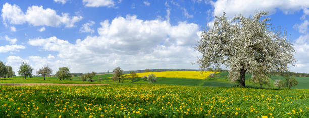 Blooming tree in picturesque rural landscape