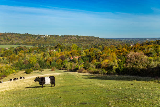 istock English farm Box Hill England 1124972460