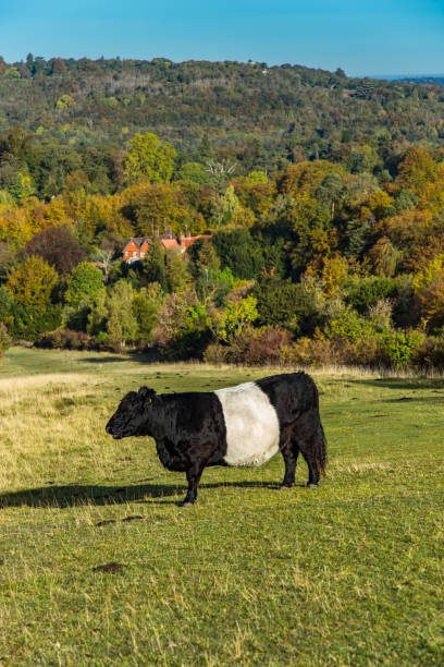 istock English farm Box Hill England 1124972465