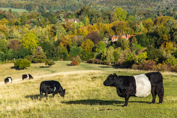 istock English farm Box Hill England 1124973672