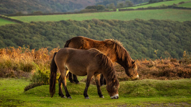 istock Wild Exmoor Ponies, Somerset, England 1124973906