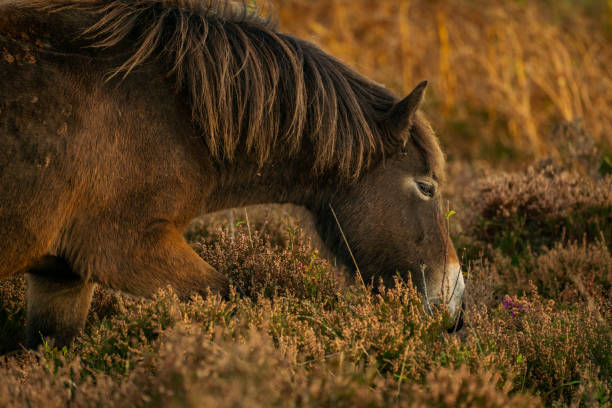 istock Wild Exmoor Pony, Somerset, England 1124973907