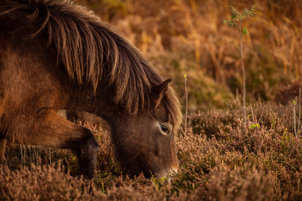istock Wild Exmoor Pony, Somerset, England 1124973919