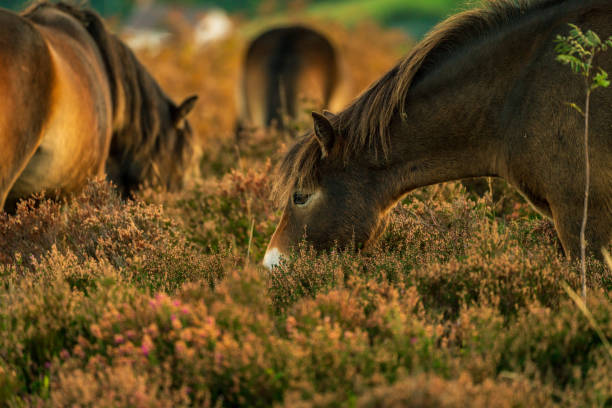 istock Wild Exmoor Ponies, Somerset, England 1124973929