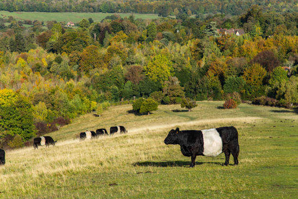 istock English farm Box Hill England 1124974639