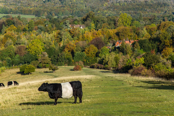 istock English farm Box Hill England 1124974663