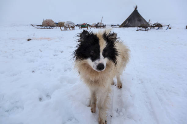 istock Fluffy dog for the north, Laika breeds 1124975712