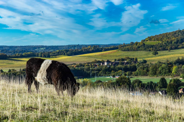 istock English farm Box Hill England 1124976506