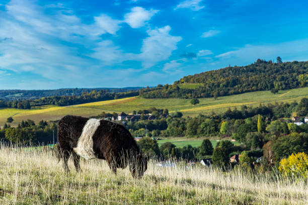 ferme anglais angleterre box hill - north downs scenics western europe southeast england photos et images de collection