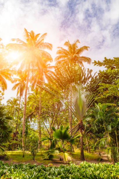 istock Topical Garden of Ocam Ocam 1124978647