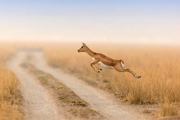 ein blackbuck springen - hirschziegenantilope stock-fotos und bilder