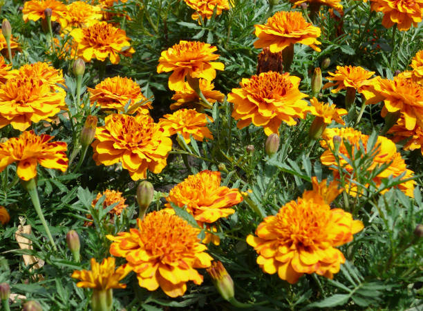 istock yellow flowers on flowerbed 1124982790