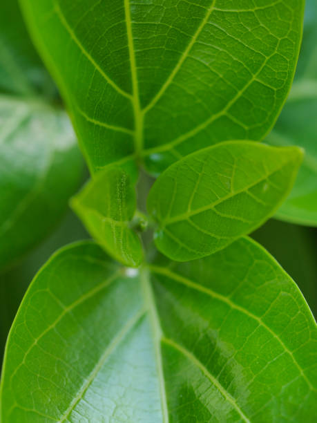 istock Fresh green leaf texture macro close-up, Green leaves 1124982844