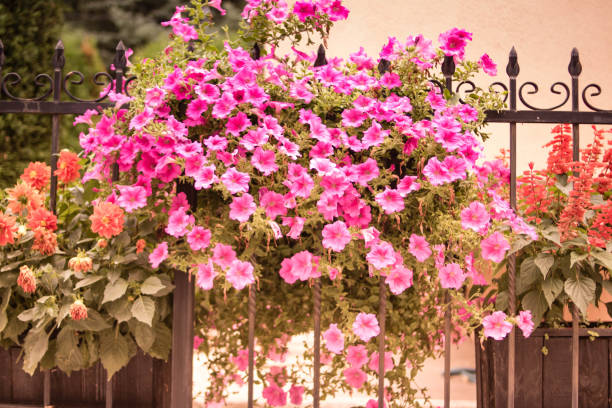 istock Beautiful spring petunia flower for background 1124983695