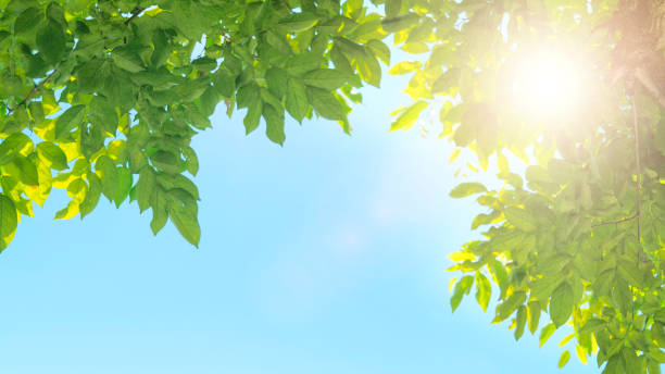 istock tree bush on blue sky and sunshine, green leaves,  nature background, bordered with trees at nice sunny weather 1124984366