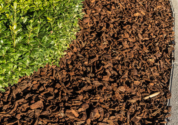 Small plant is surrounded with wood chips