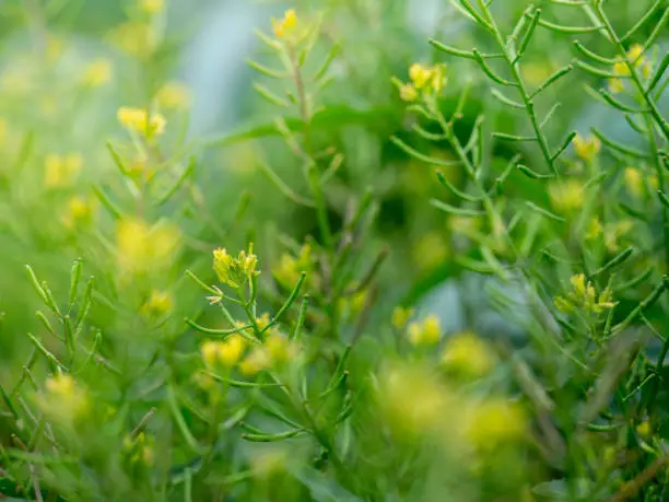 Weeds with yellow flowers called Cleome viscosa is a herb. Helps to nourish the blood. Anti-oxidant anti-cancer.