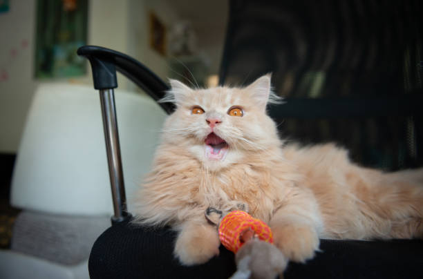 ポートレート轟音かわいいペルシャ猫と遊ぶ猫のおもちゃ - mad expression image front view horizontal ストックフォトと画像