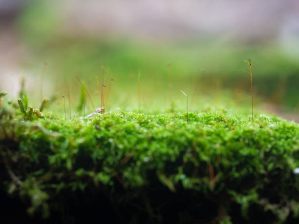 istock Close-up of freshness green moss growing 1124985293
