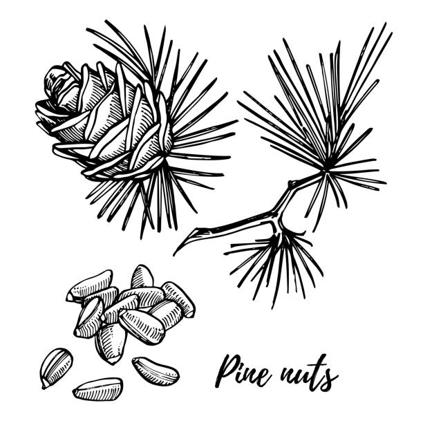 orzeszki piniowe i stożek cedrowy ręcznie rysowane ilustracji. - pine nut tree pine tree pine cone stock illustrations