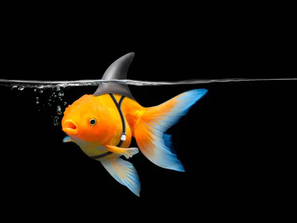 Photo of Goldfish with shark fin swim in black water, Gold fish with shark flip . Mixed media