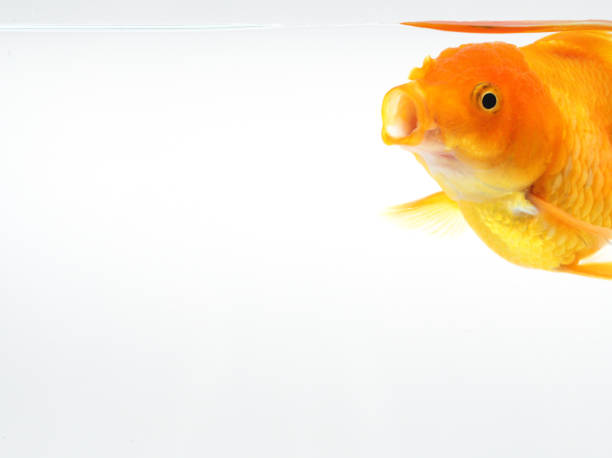 istock goldfish open your mouth, gold fish on isolate white background 1124986531