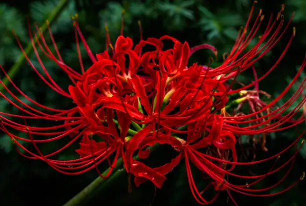 Front view of a red spider lily after a light summer rain.