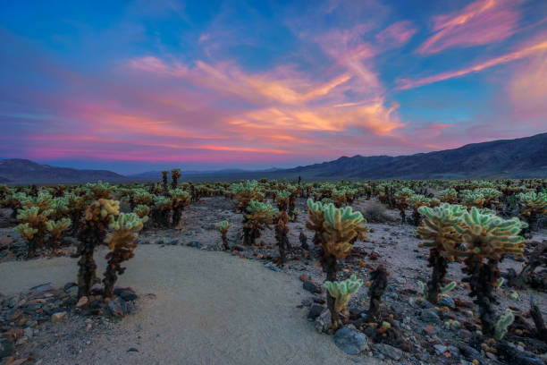 istock Cholla Cactus Garden in Joshua Tree National Park at sunset 1124987023