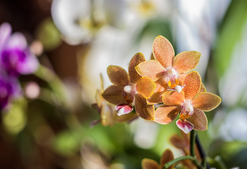 Orange ginger red Phalaenopsis or Moth dendrobium Orchid flower Table Masterpiece in winter in home window tropical garden. Floral nature background. Selective focus.