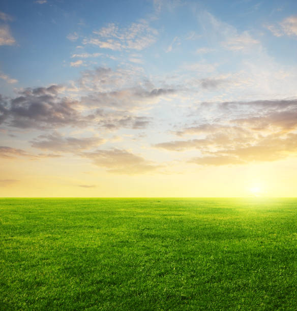 istock Image of green grass field and evening cloudy sky with copyspace 1124988719
