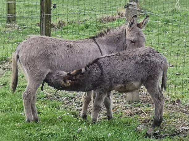 istock Donkey in sunset rolling fields hill rural pasture meadow 1124989355
