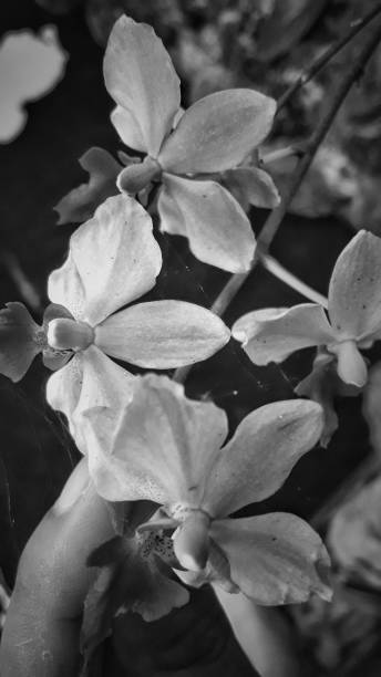 istock Gloomy floral 1124990642