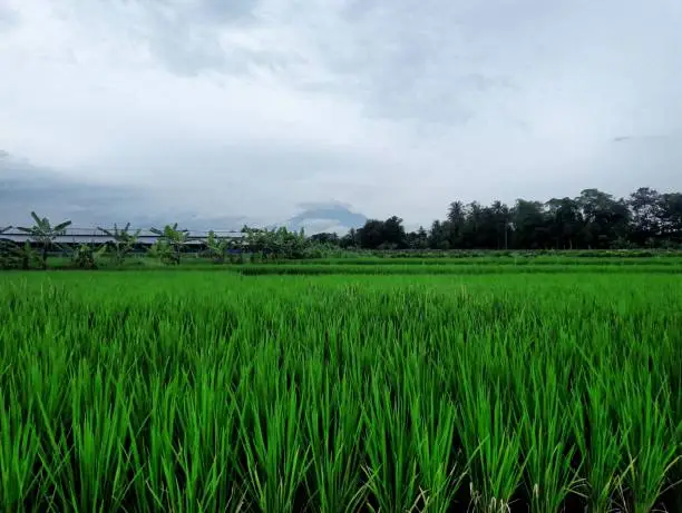 Ricefield landscape