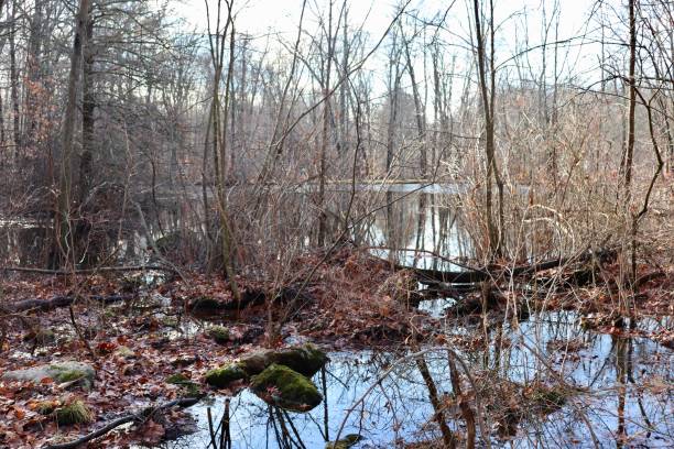 istock Woodland pond 1124991569