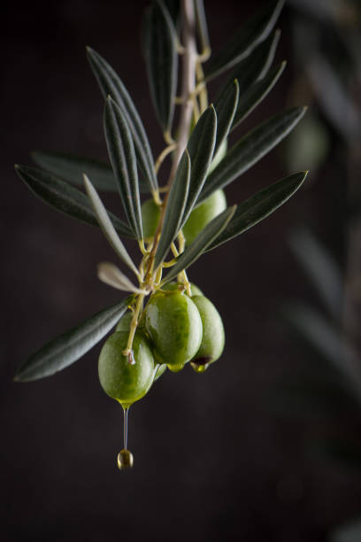 ramo d'ulivo e olive con olio gocciolante. vista ravvicinata low key. - chiave bassa foto e immagini stock