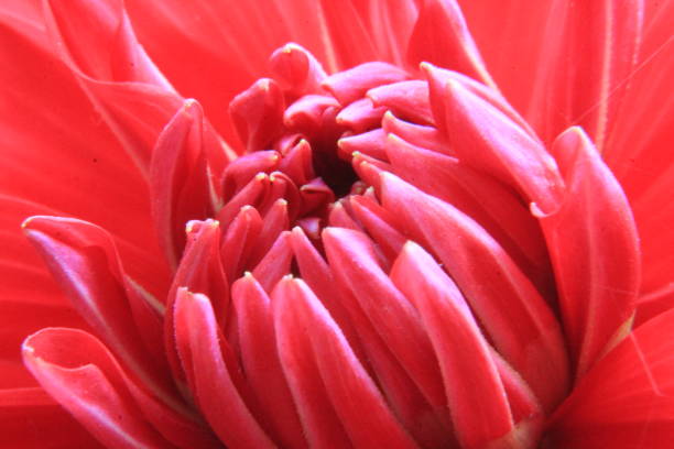 istock Red Dahlia flower petals Macrophotography 1124997131