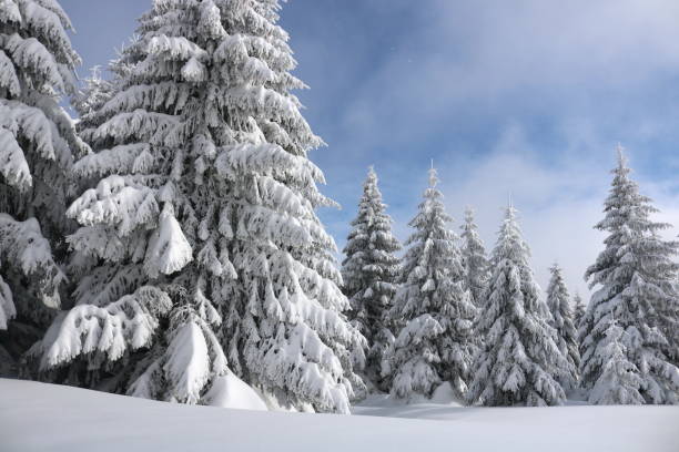 istock Spruce Tree Forest Covered by Snow in Winter 1124997240