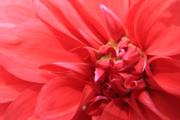 istock Flower beauty Dahila 1124997462