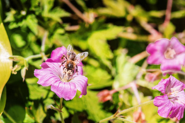 istock Pollination of flowers by insects 1125004970