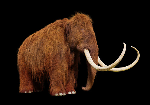 cute ice age animal, cutout on black ground