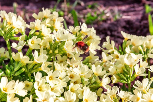 istock Primrose with yellow flowers 1125008799