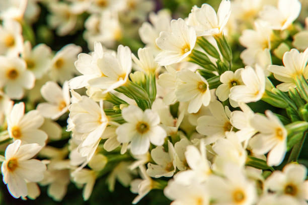 istock Primrose with yellow flowers 1125009225