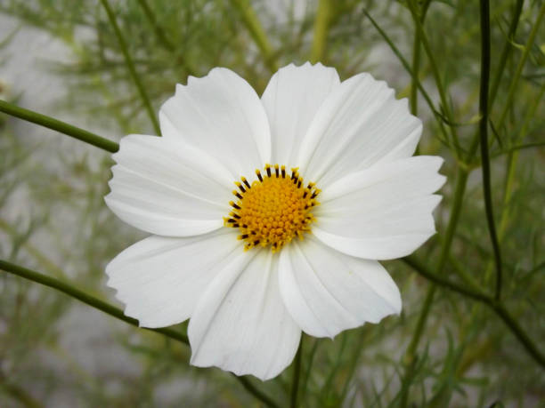 istock Pink Cosmos Flower and Blue Sky 1125010073